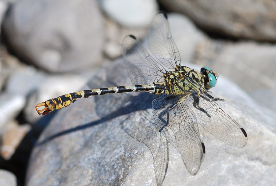Aiuto determinazione - Onychogomphus forcipatus (M)